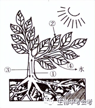 初中生物会考试卷复习视频,中考会考生物试卷