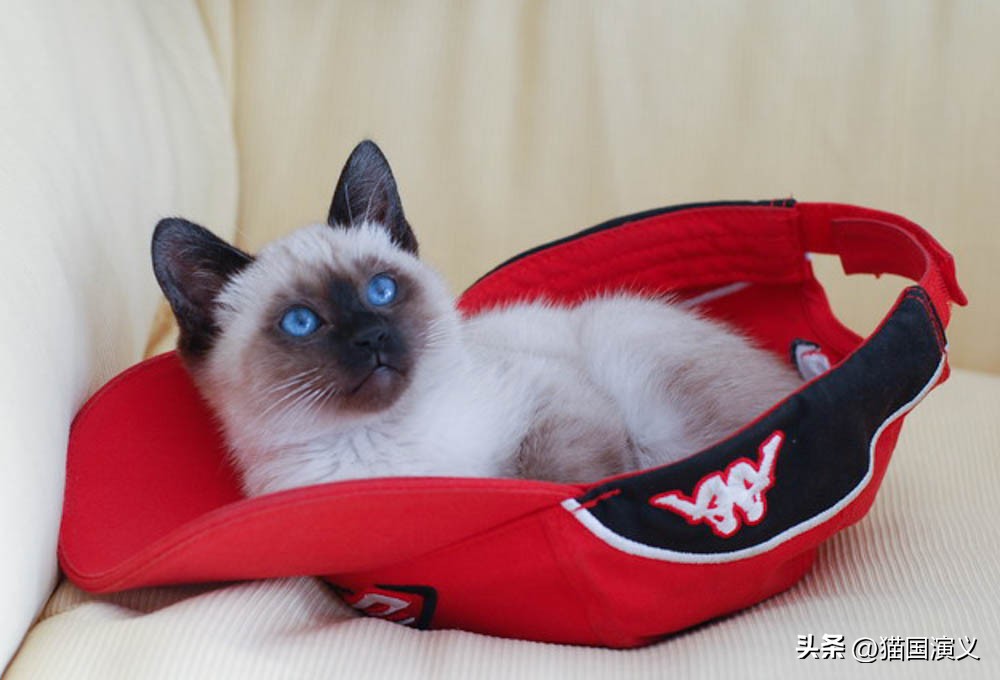 怎么让猫咪熟悉自己的猫窝 (猫咪适合什么样的猫窝)