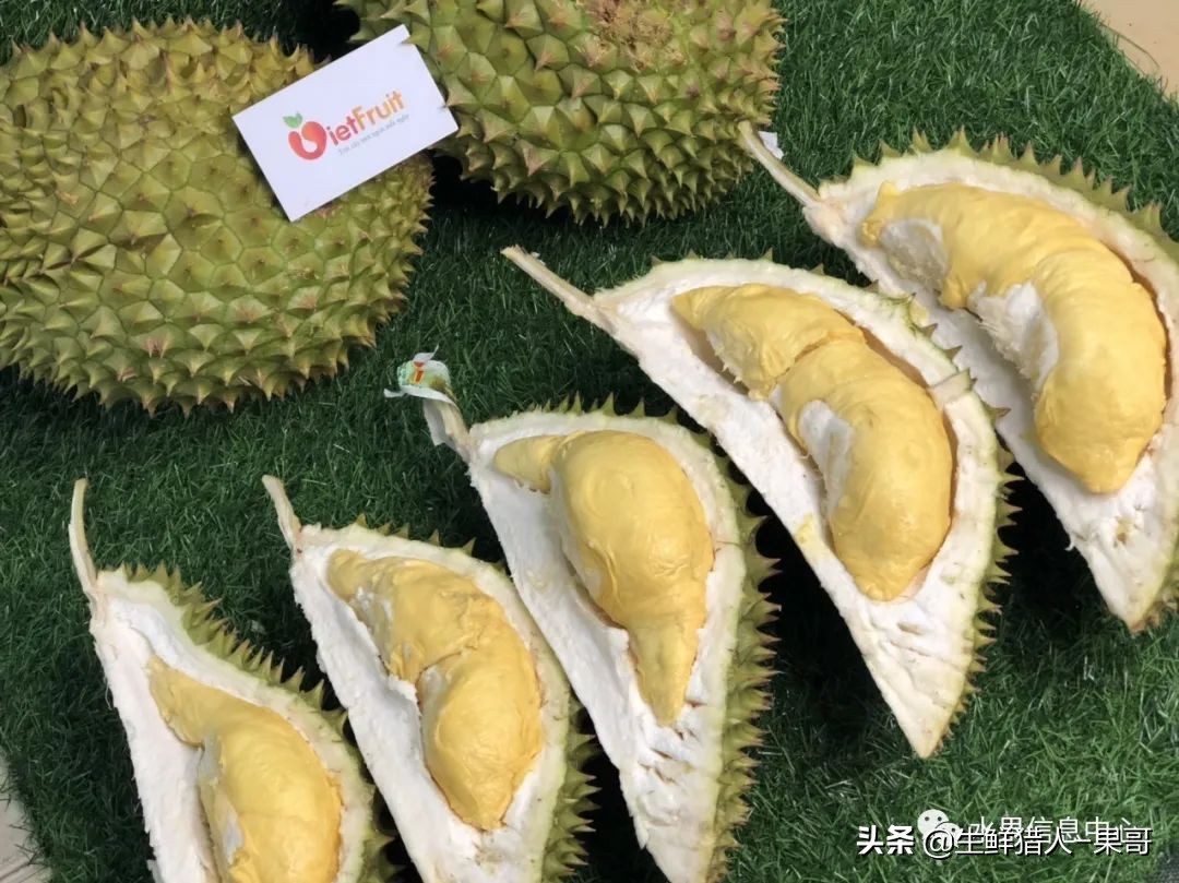 越南产地榴莲最新价格,越南榴莲品种视频
