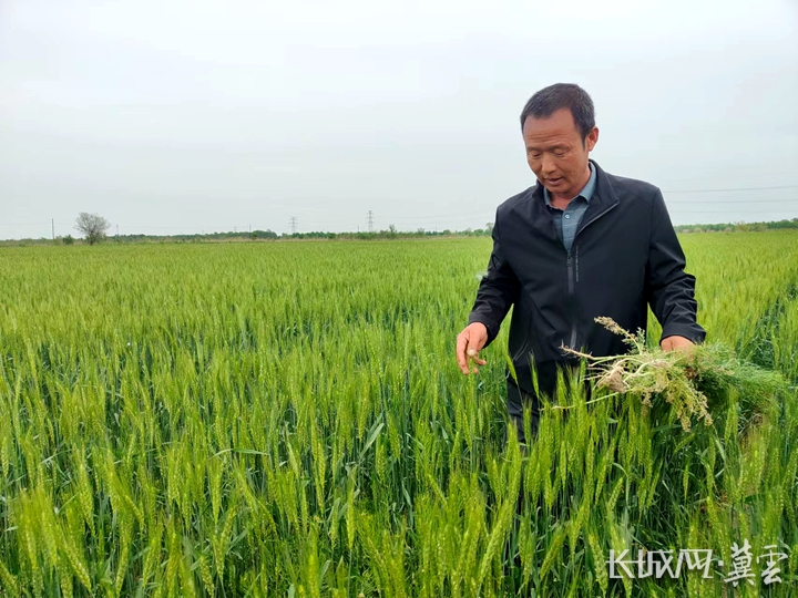 关于盐碱地特色农业的工作信息,盐碱地治理乡村振兴发展的新模式