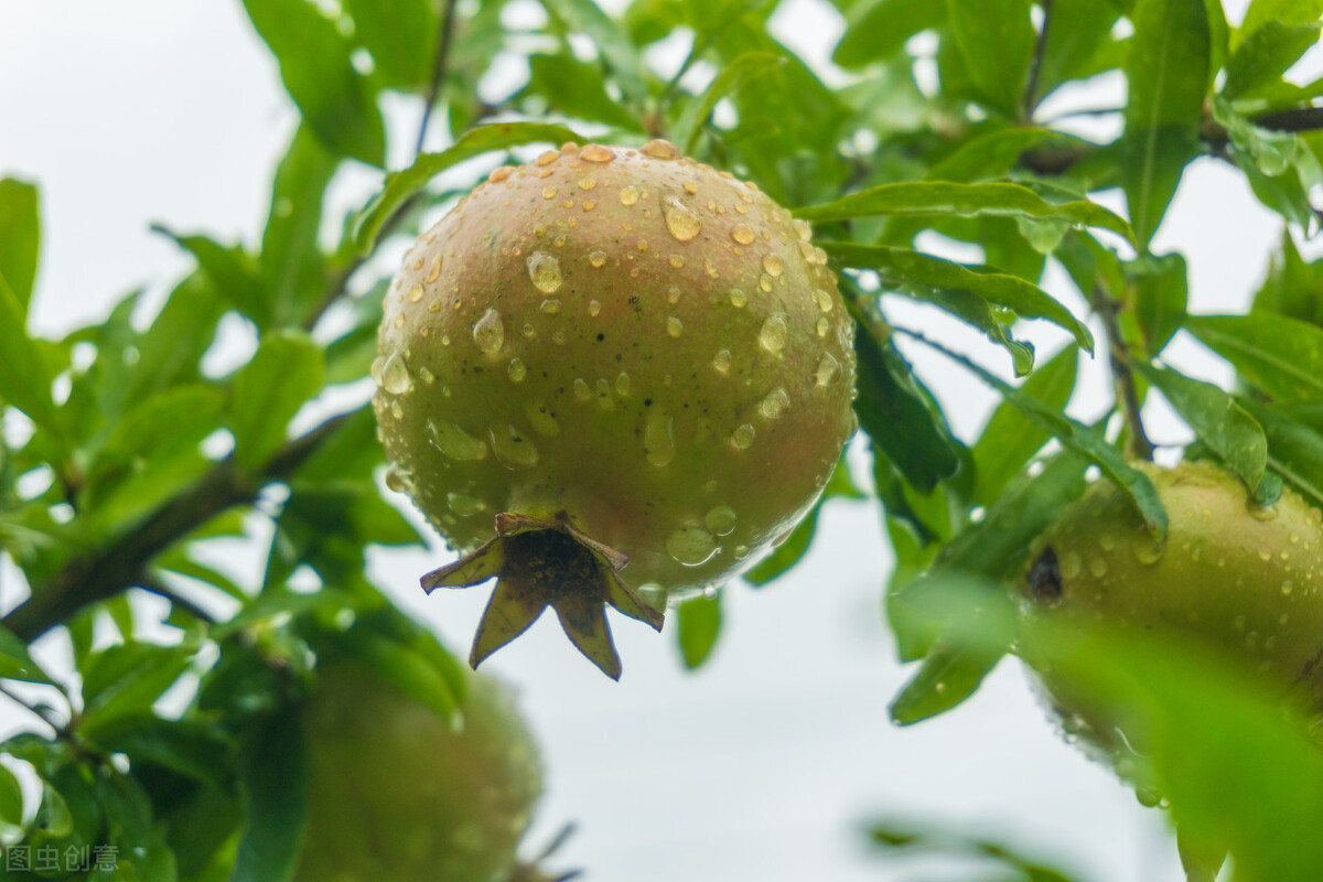 春季石榴怎么修芽,石榴种植技术和管理方法资料