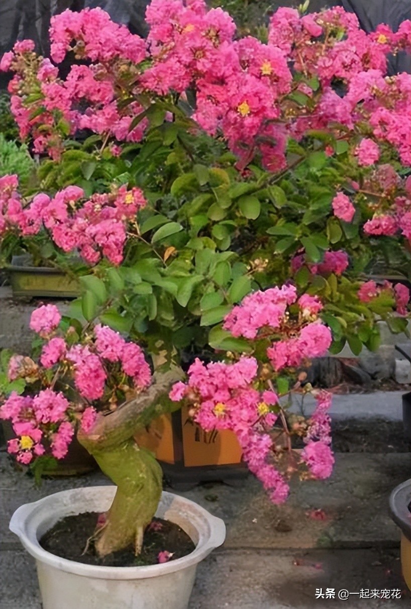 寓意好的盆栽花推荐,十大盆栽名贵花树