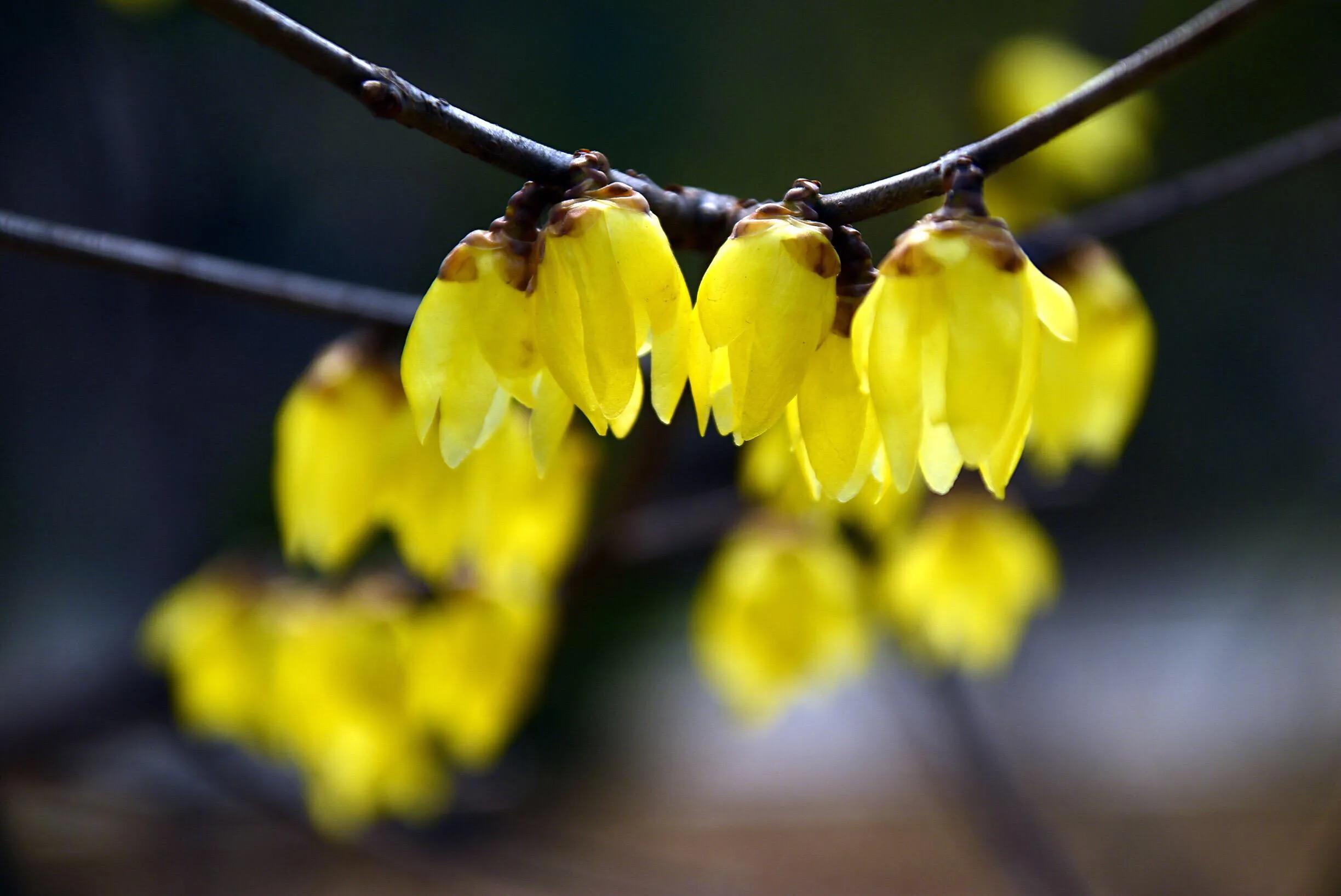花卉摄影秋日的浪漫,花卉摄影春暖梅花开