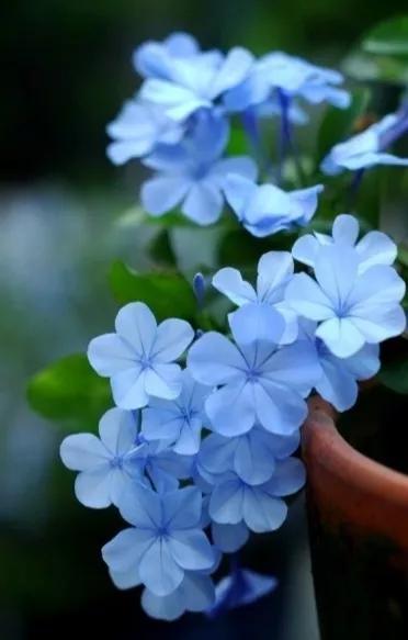 生长在衣服上的雪花,生长在热带草原的植物