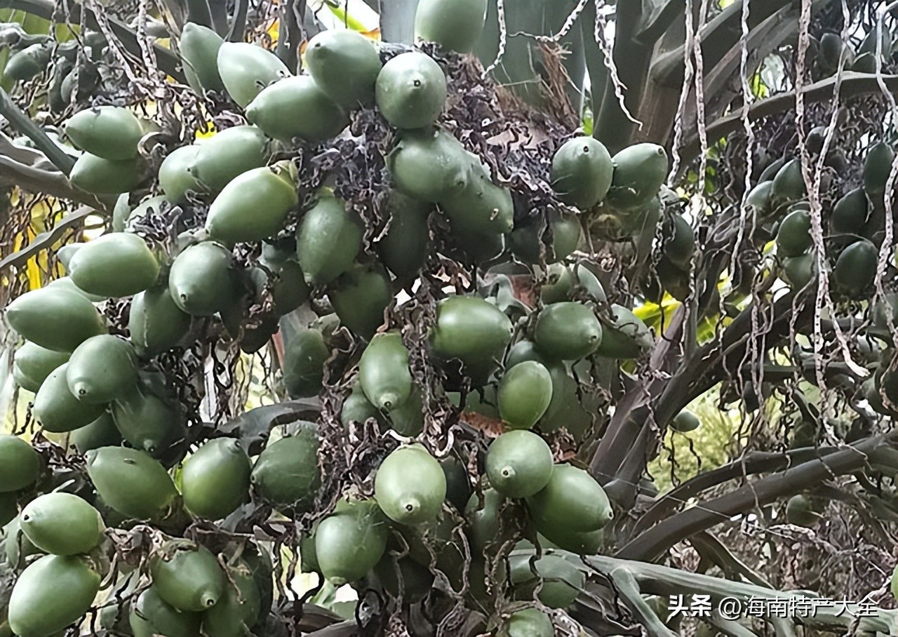 乐东春果批发 (乐东春果价格)