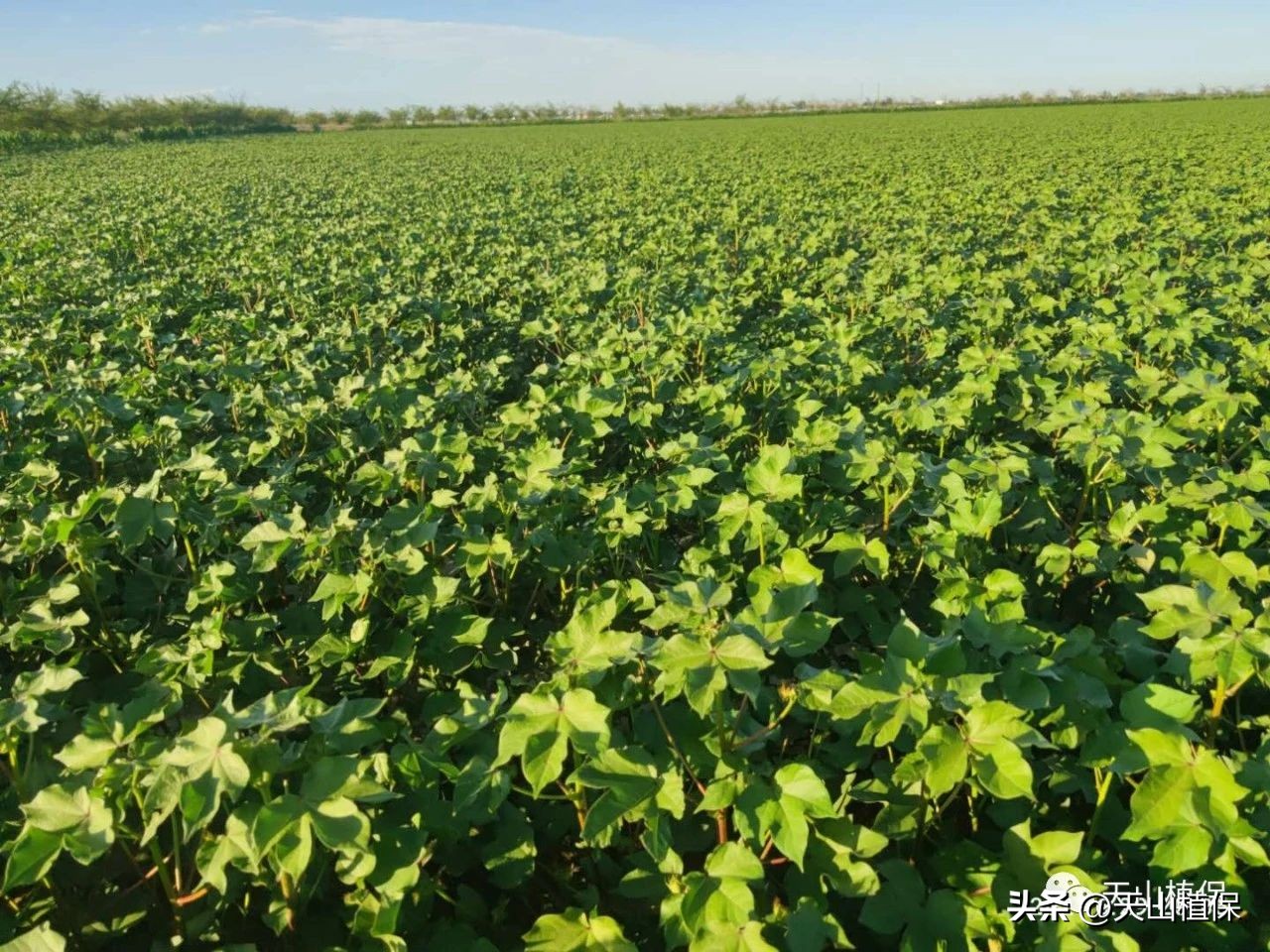 棉花现蕾少怎么回事,棉花分布不均匀怎么办