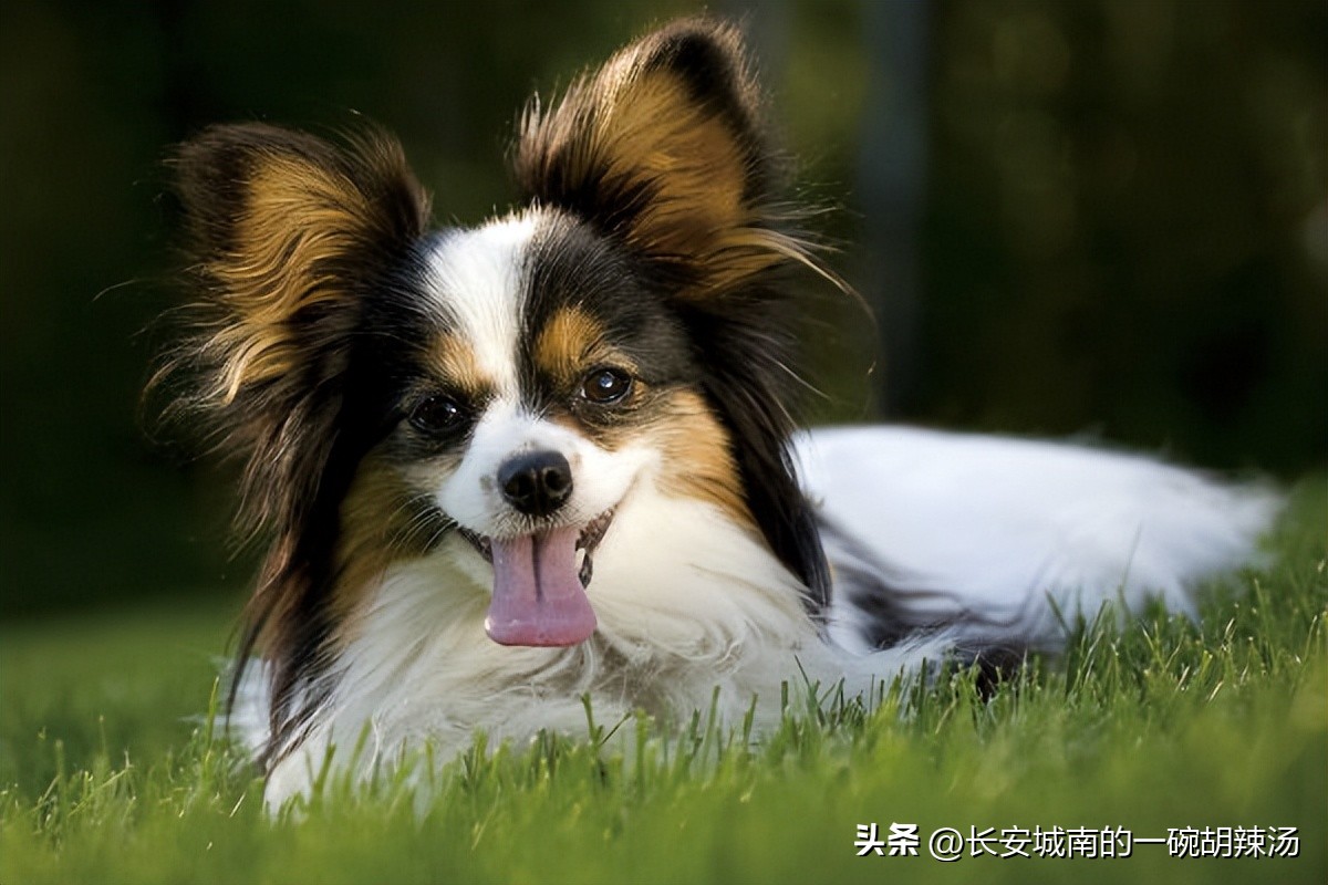 世界名犬排名前100图巴哥犬,世界名犬约克夏价格