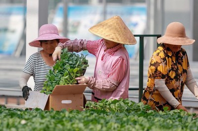 近期农村严查什么后果,最新农村严查消息