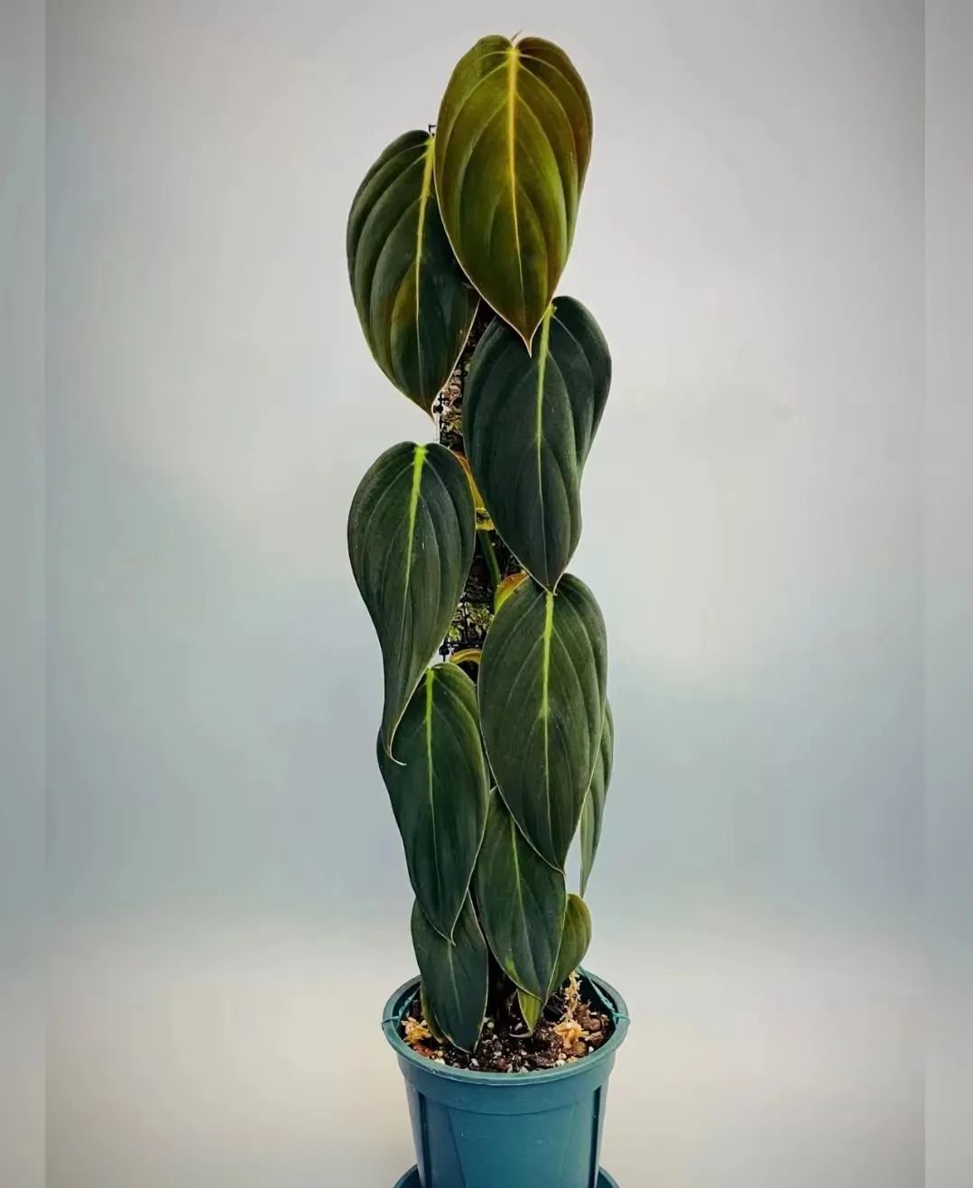 盘点24个常见蔓绿绒品种，叶色靓丽颜值高，总有一款撬动你的心！