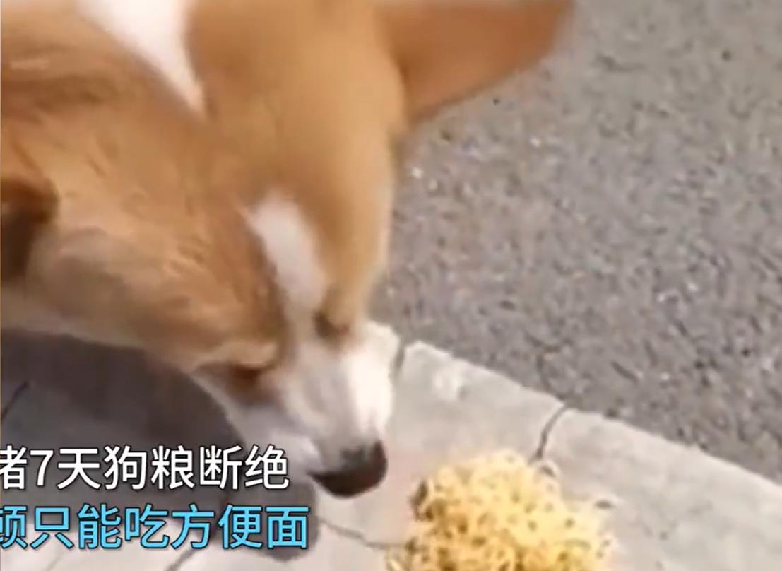 被堵高速小狗只能吃泡面,江苏货车司机高速被堵10天