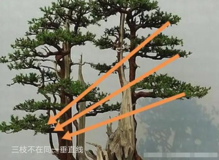 不理解枝条分布？掌握这4点，哪种造型都不难