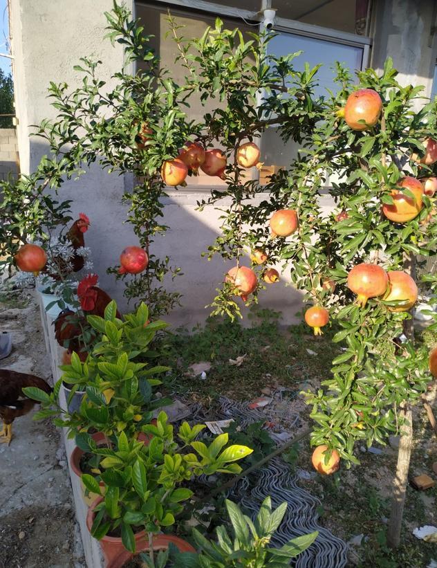 农村自建房庭院门前种什么果树好,东北地区庭院里门前适合种什么树