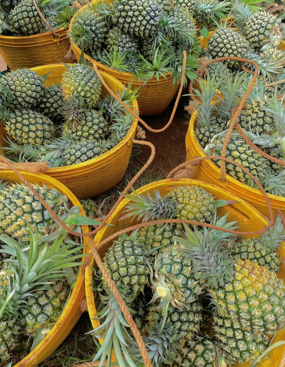 广东湛江一年四季水果名单,湛江特色水果介绍