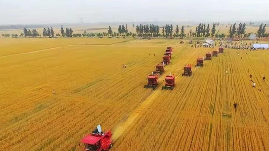 美国控制全球粮食价格的原因,美国控制粮食价格吗