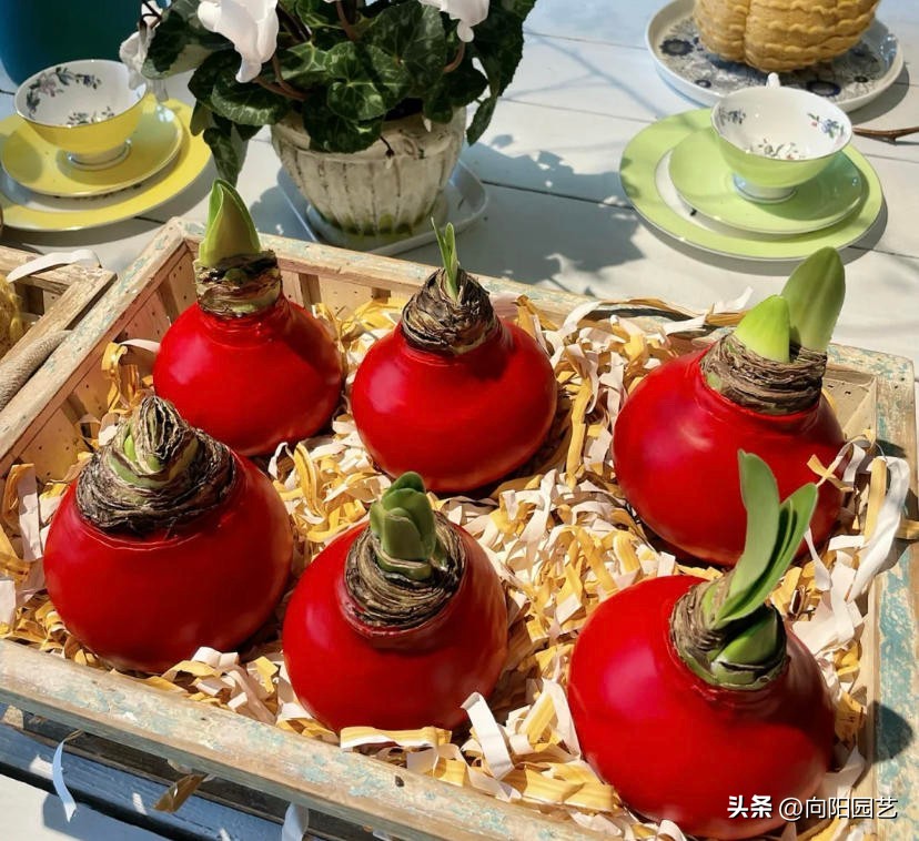 封蜡朱顶红没开花可以拨开吗,封蜡朱顶红把蜡取掉能栽吗