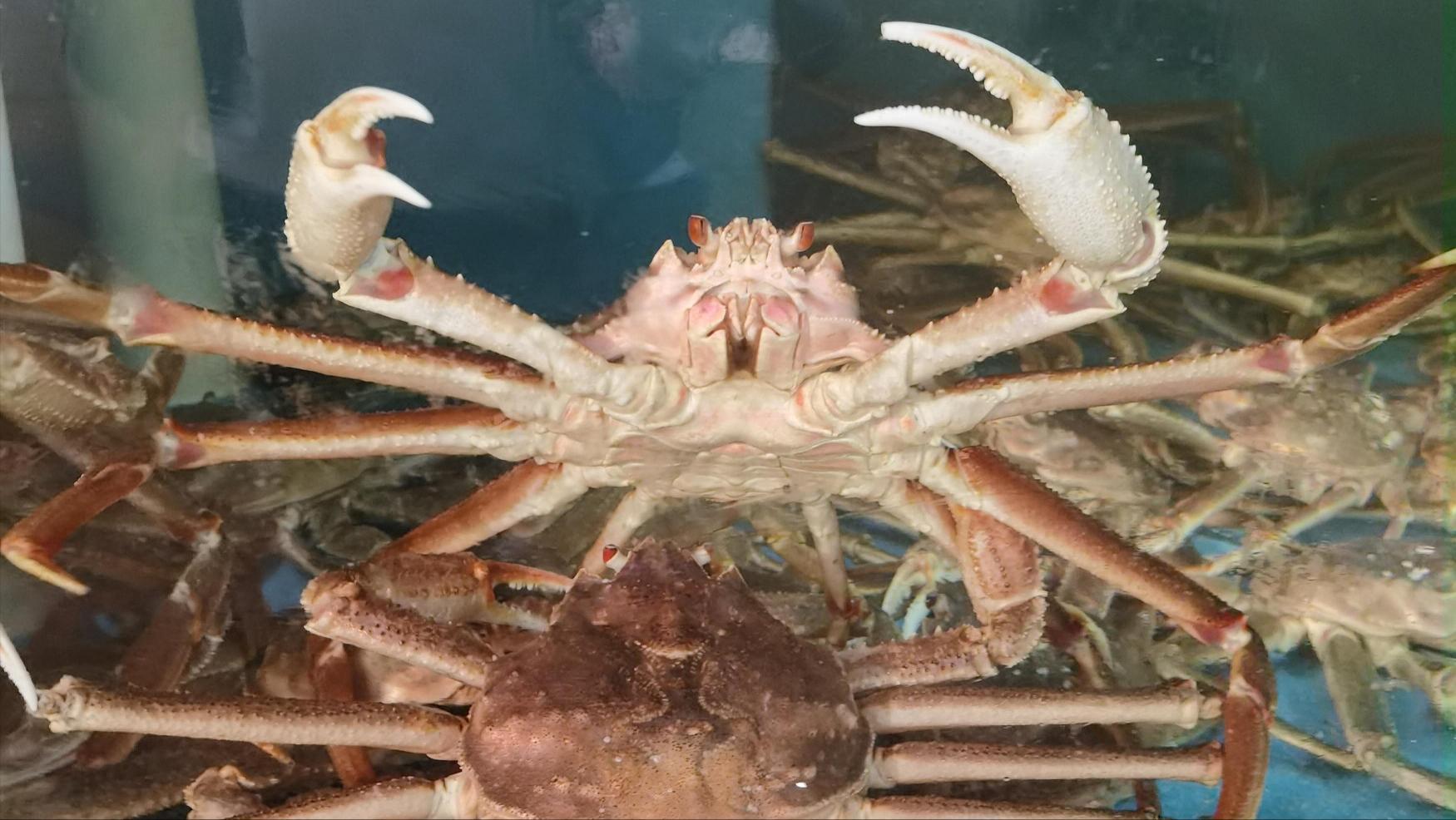 如何做好水产海鲜生意,海鲜店开店流程及费用