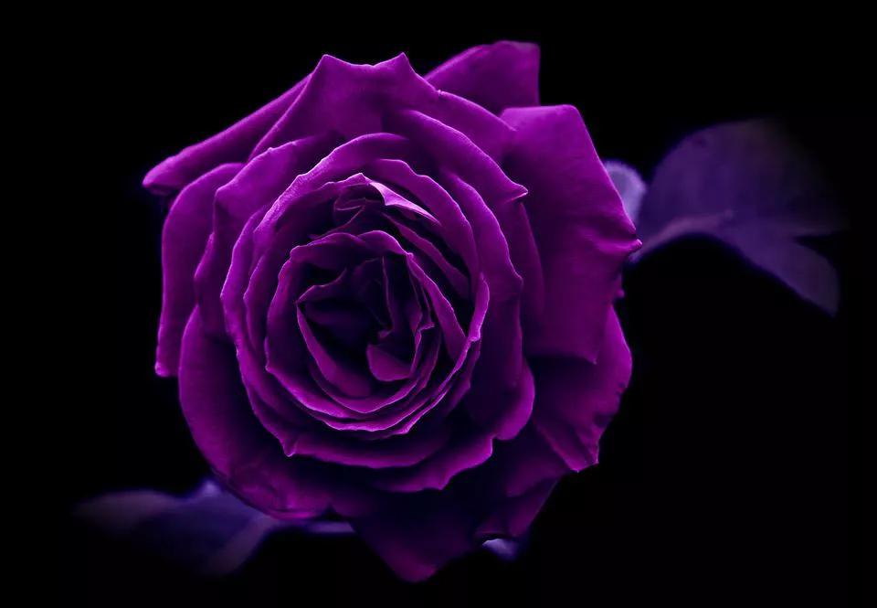 520适合发朋友圈的配图爱情,入目无别人四下皆是你英语