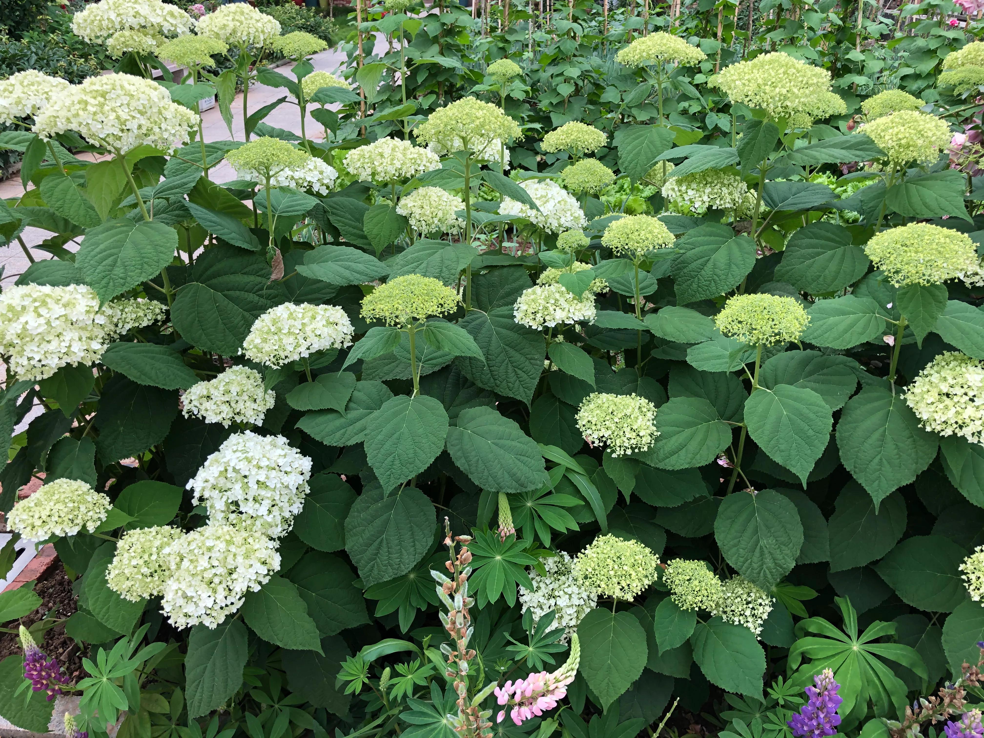 我在花园里种下种子,我在花园里种一棵小树