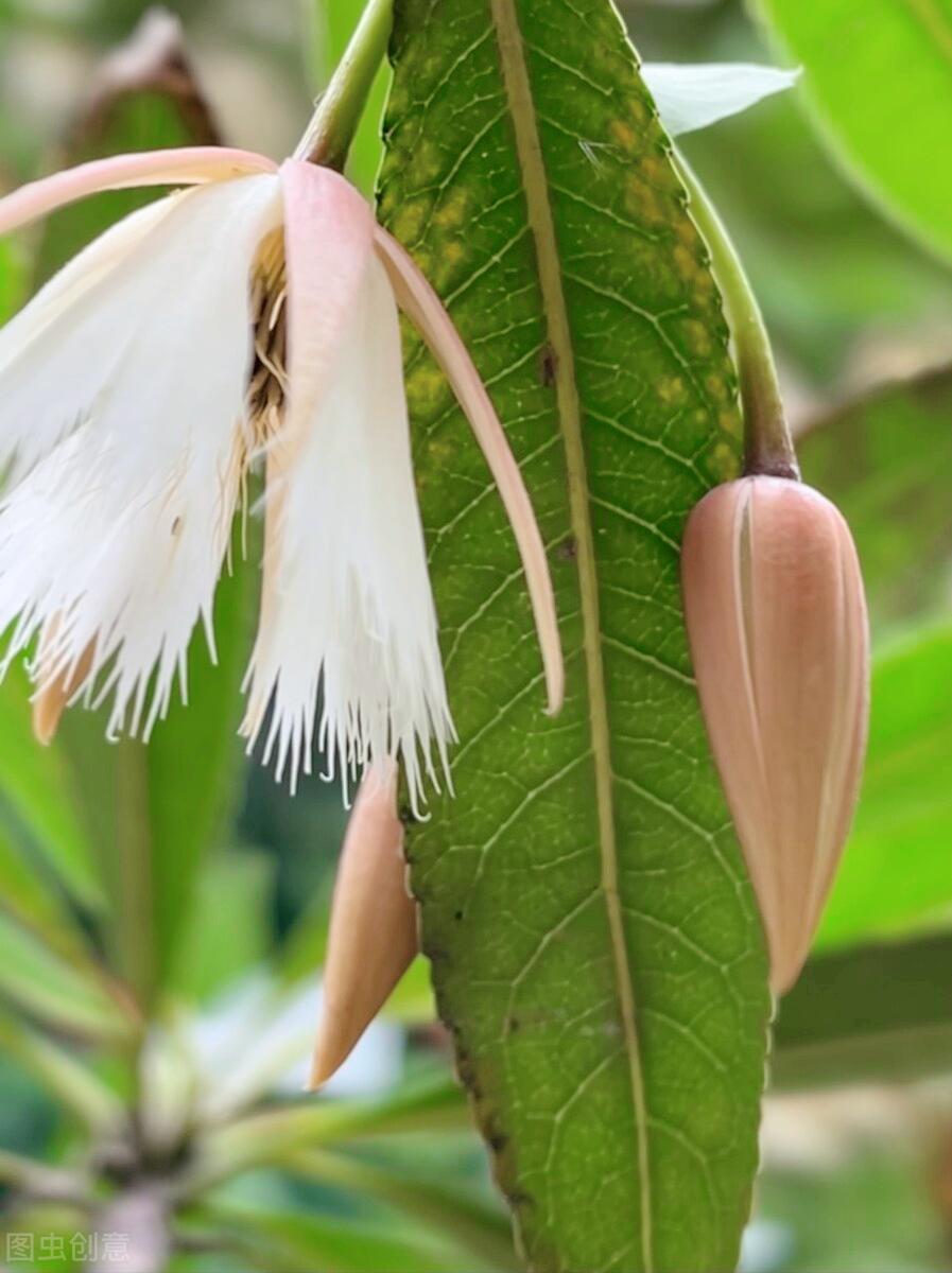 一花一叶最深情，万千*光春**花满园，花开惊艳时光，花香温柔岁月