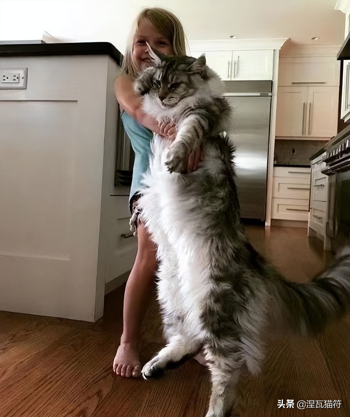 缅因库恩猫银虎斑,缅因猫浅银虎斑