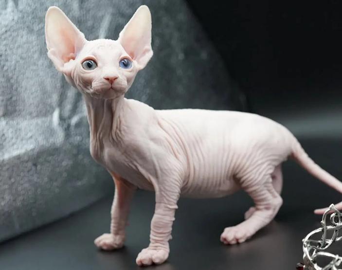 养猫咪的基础知识无毛猫,无毛猫养猫注意事项