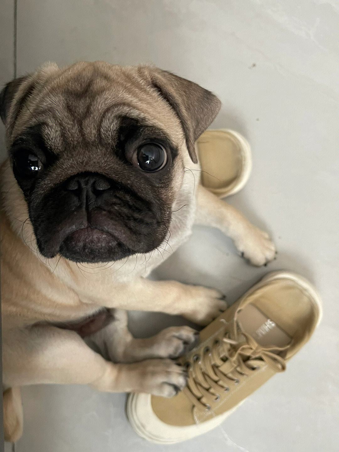 又便宜又可爱的狗,便宜好养的6种狗经济实惠又可爱