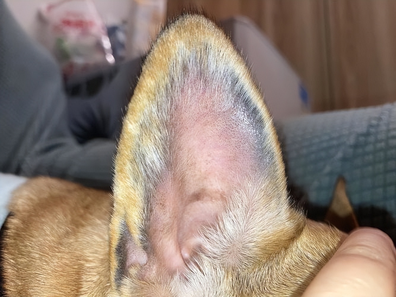 如果狗狗体内有虫有什么症状,狗狗没有耳螨但是耳朵老臭怎么办