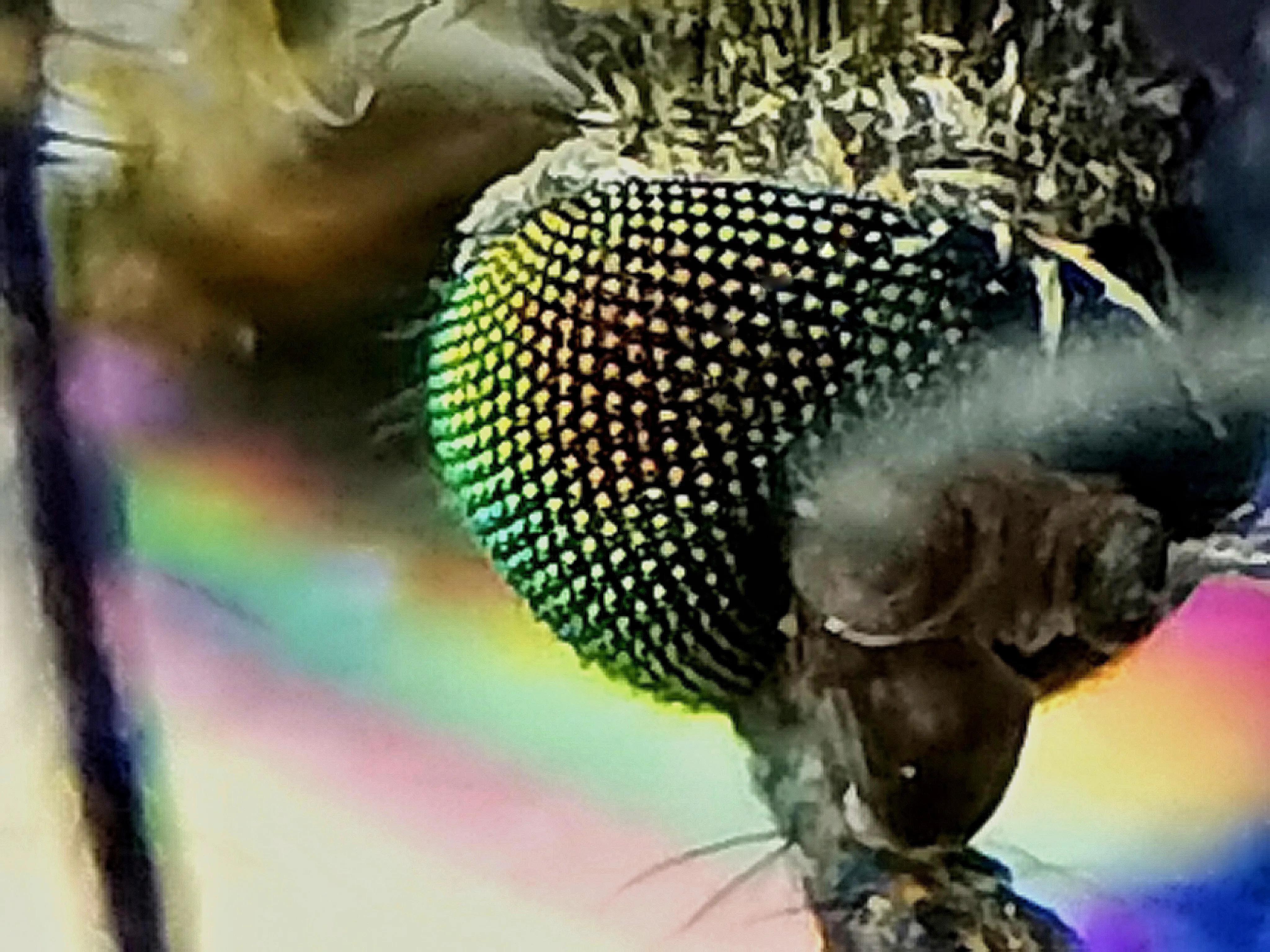 蚊子眼睛是什么样子的,科普蚊子眼睛