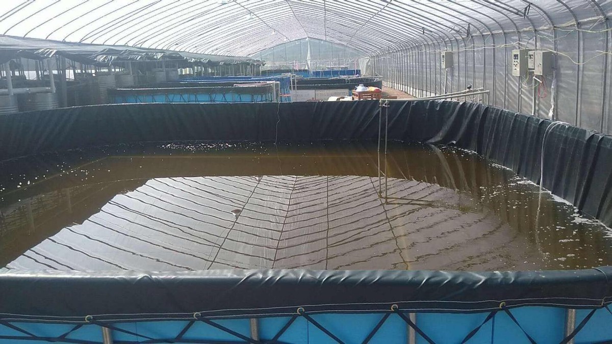 带鱼每年捕捞多少吨,带鱼产量逐年减少它会被吃灭绝吗