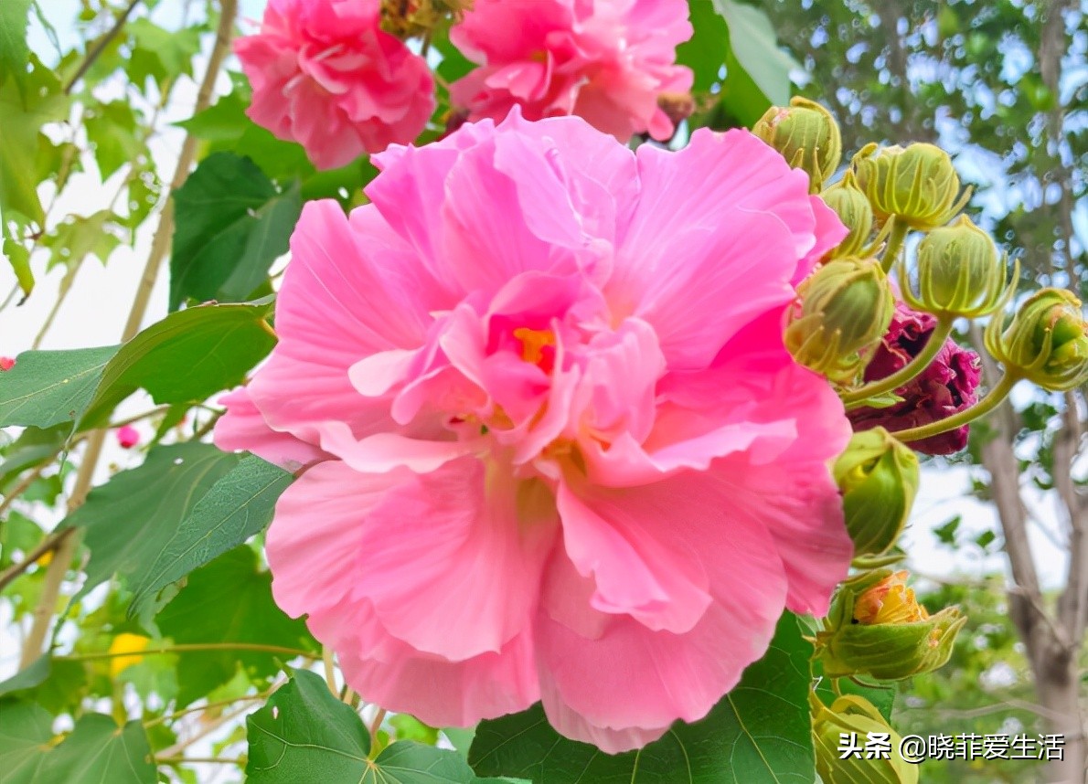 什么花最旺人旺家又好养好看,最旺家招财又好看好养的花