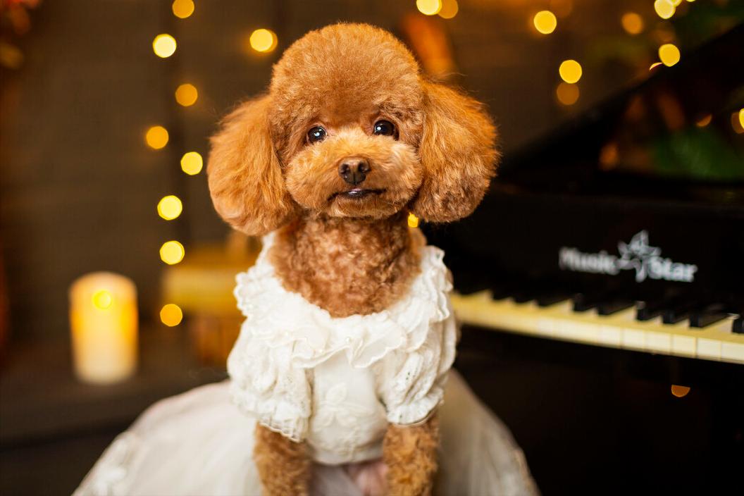 铲屎官有多宠宠物,铲屎官宠爱狗狗