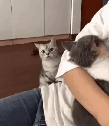 猫咪会嫉妒宠自己的孩子吗,猫咪会嫉妒对另一个小动物好吗