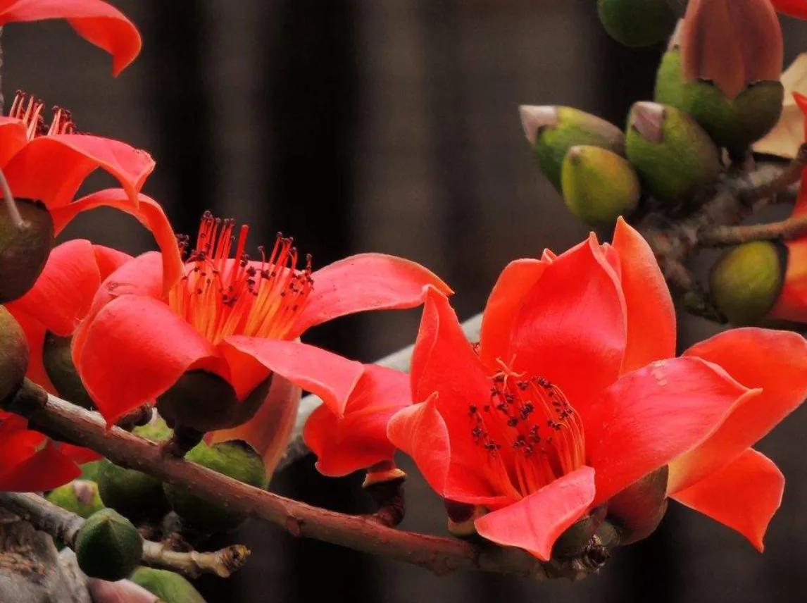 赏花旅游种什么花,春季去公园踏青上百种花让人眼花