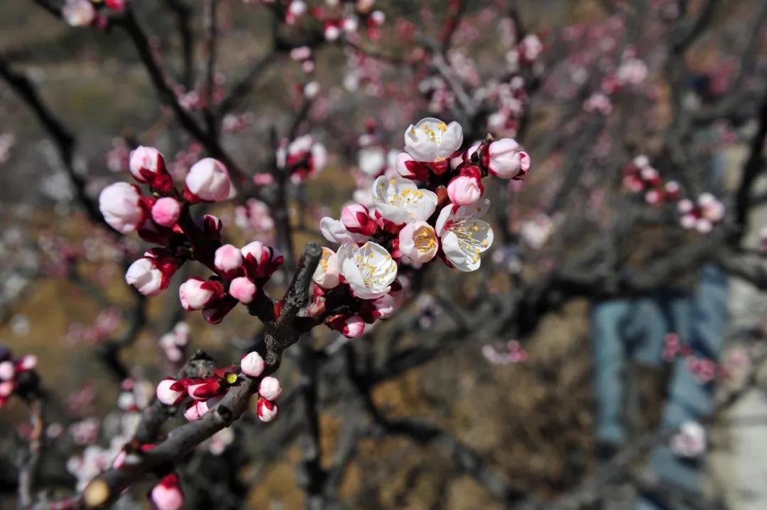 济南的春天来了吗,济南春天来了
