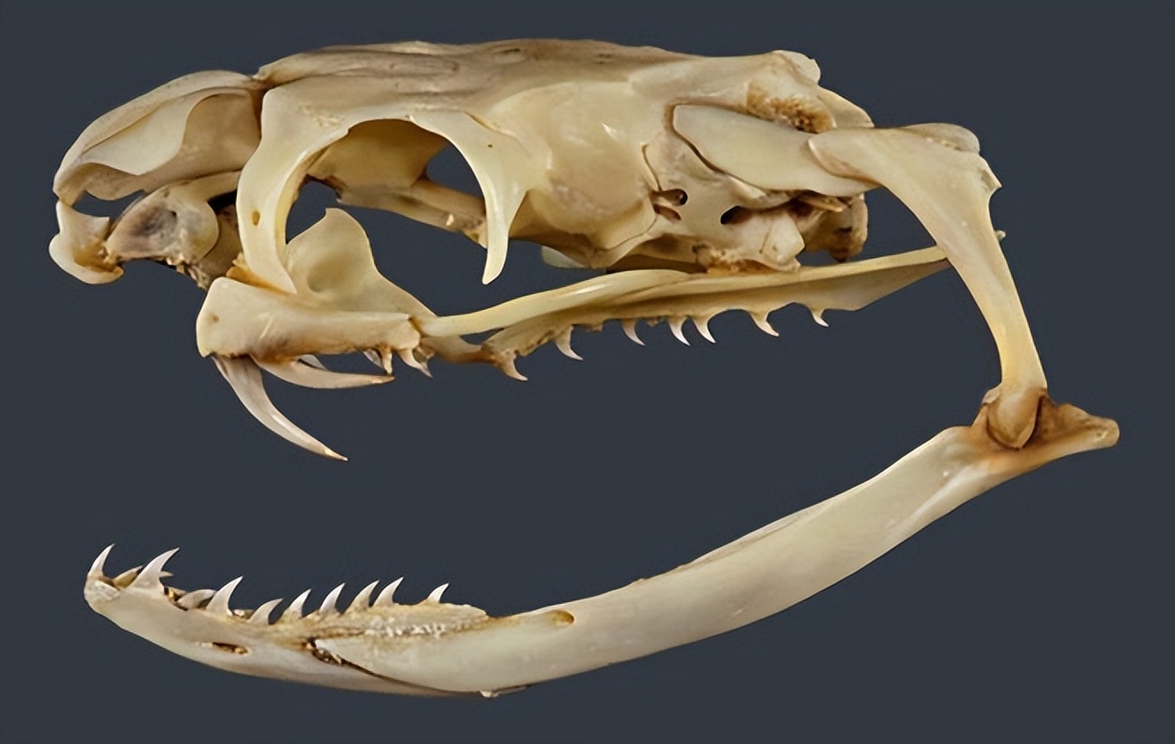 私自养野生蛇,农户私放1000条眼镜蛇