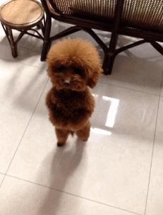 养泰迪有什么烦恼,养泰迪的五大误区