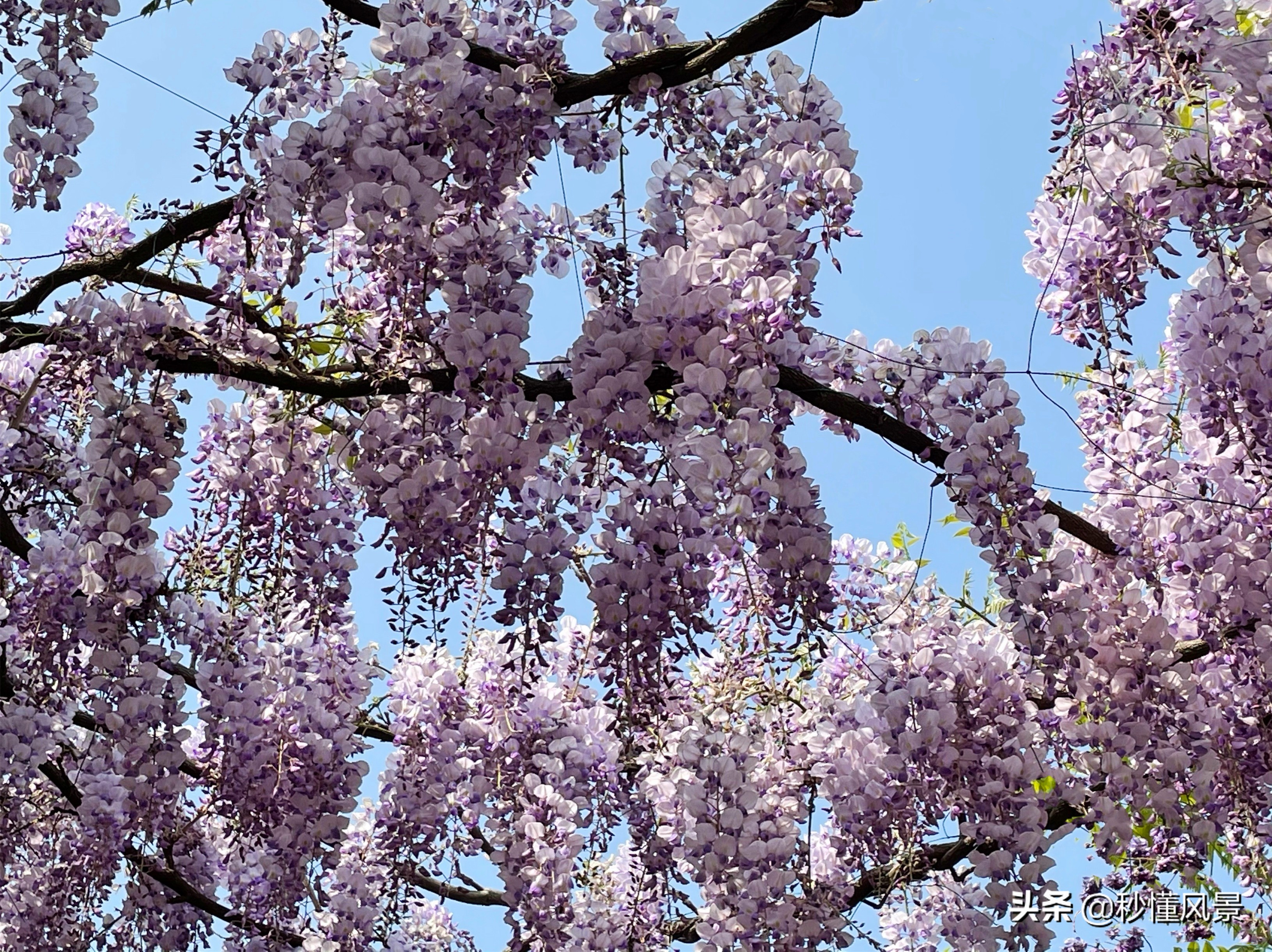 成都又潮又老的打卡胜地,现在成都周边网红景点一日游美景