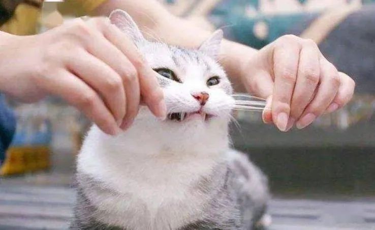 家猫是怎么养成的,晒出家猫的成长史