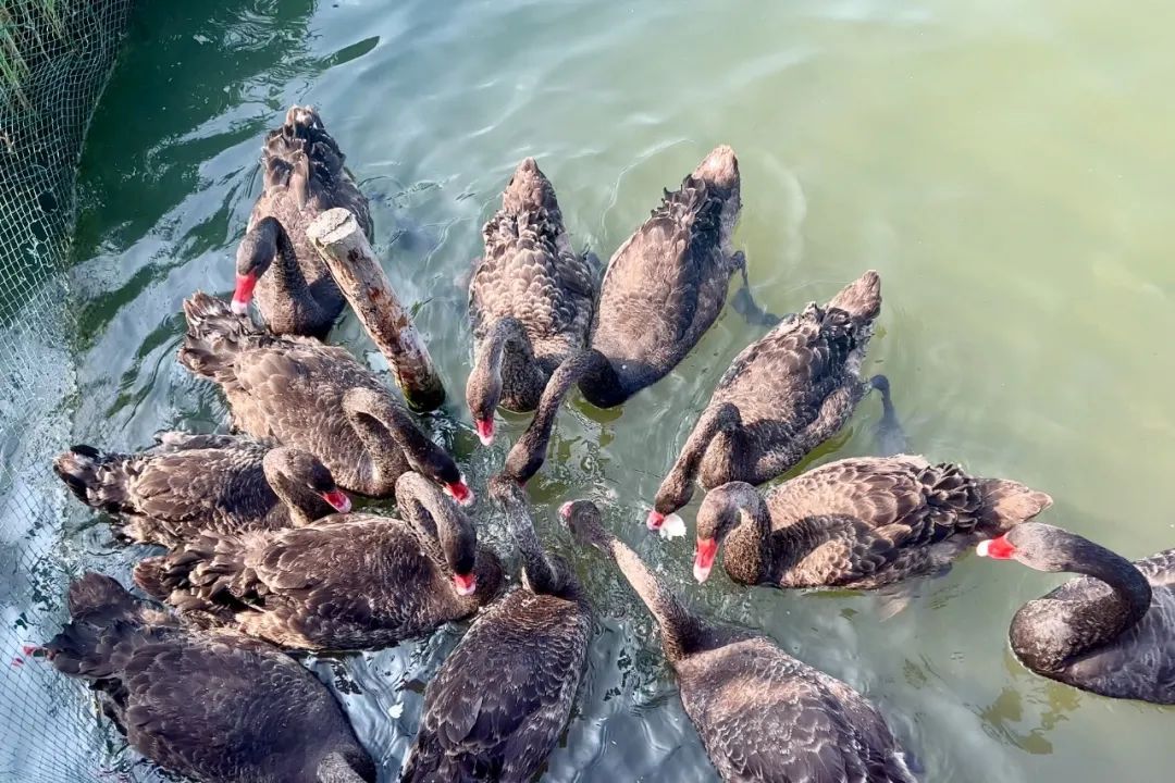 居停中国第四家华尔道夫酒店，奢享美味佳肴，开启鹭岛新玩法！