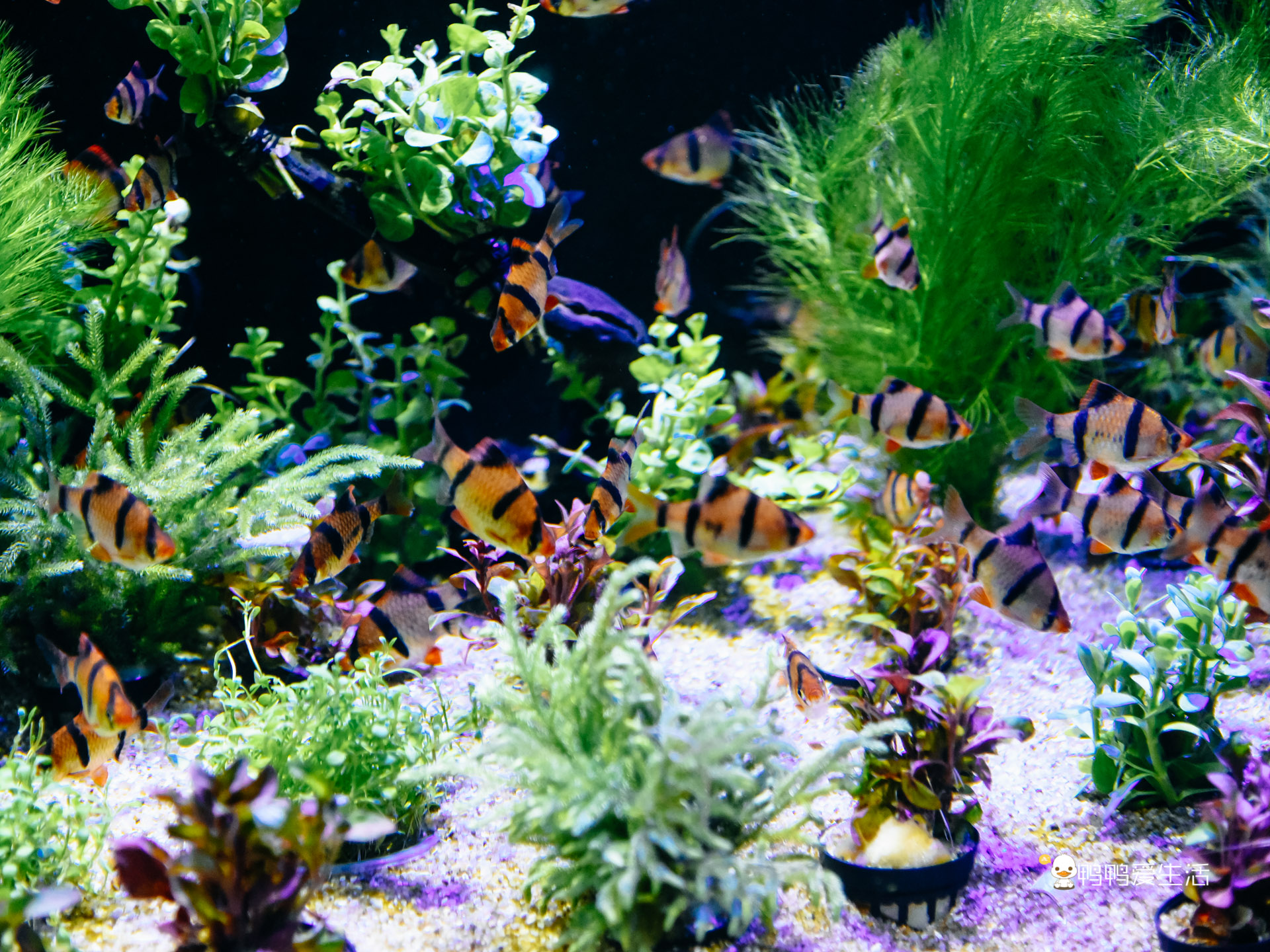 厦门鼓浪屿海底世界的抹香鲸,厦门鼓浪屿亲子旅游攻略