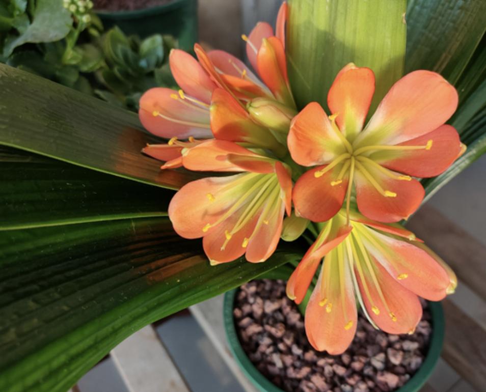 家里养什么招财花最旺,5种旺宅花家里养一棵漂亮又吉利