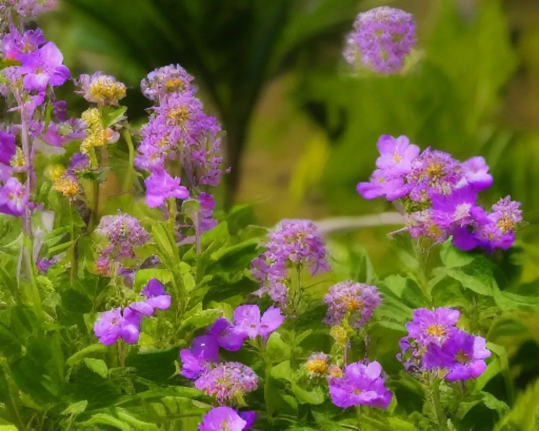 描写赞美春天的诗有哪些,赞美大自然春天美景的全诗