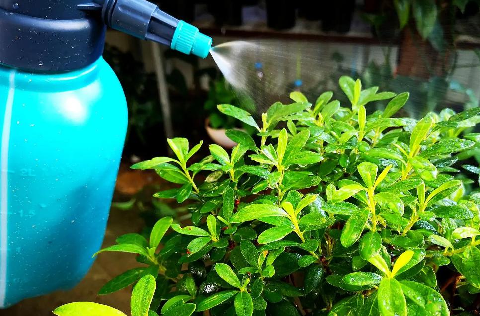 杜鹃花和映山红有何区别,映山红和杜鹃花有什么不一样