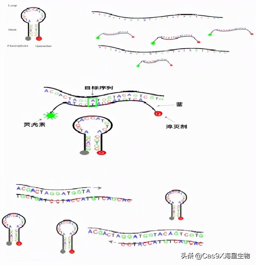 实时荧光定量pcr检测乙肝参考值,实时荧光定量pcr试剂盒