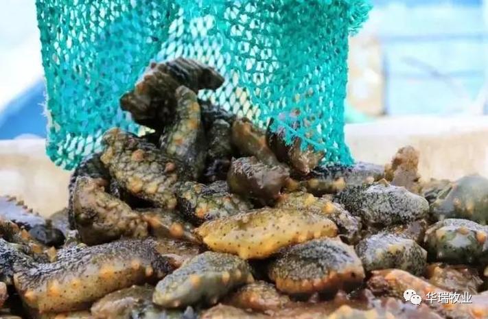刺参感染灿烂弧菌导致烂皮，规模化养殖场一年损失近百万