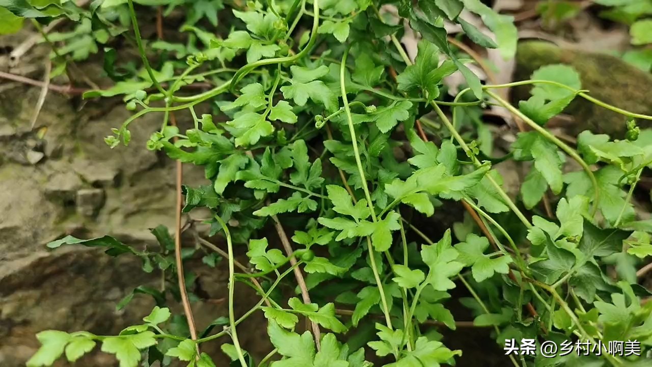 农村排石草药,农村这种野草救过许多人的命