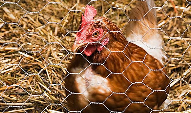 养鸡户注意啦！（4种情况）可用转移因子，效果超给力