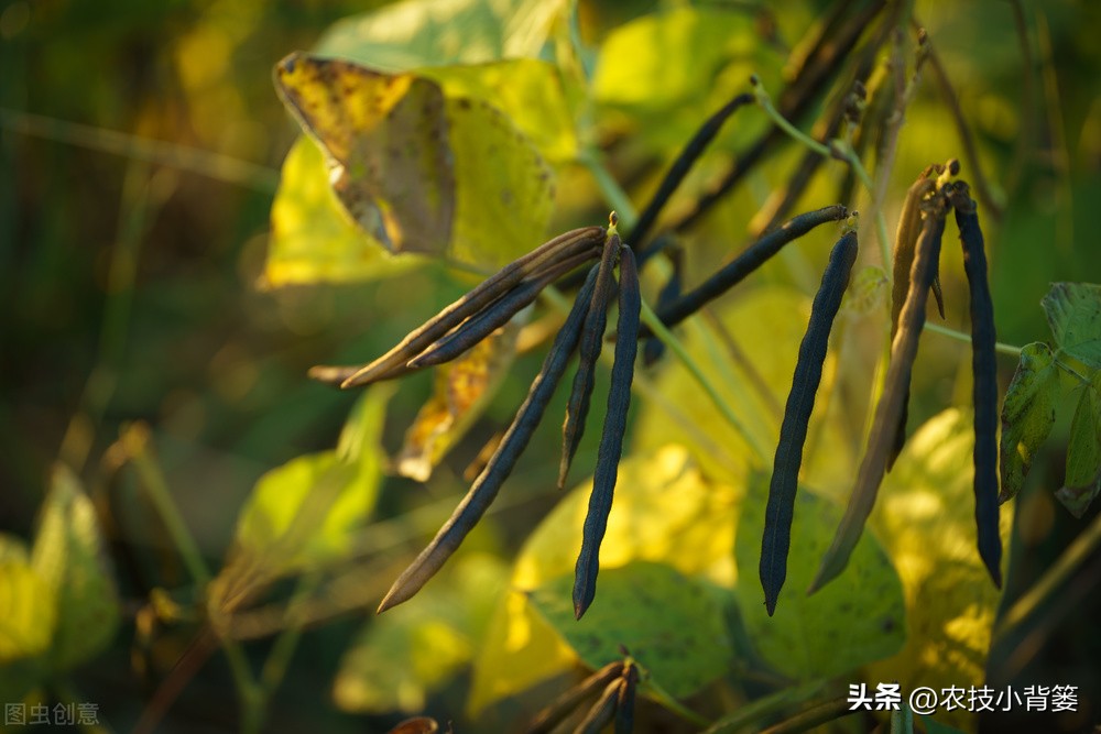 绿豆种植方法及种植时间,绿豆怎么种植和生长过程