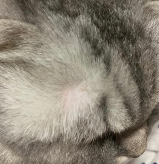 猫得了猫癣的症状怎么治,猫咪得了猫癣的症状与治疗方法