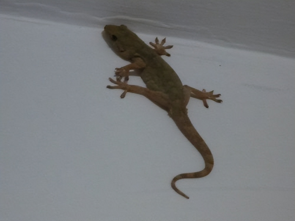 农村家里经常出现蝎子蜈蚣好不好,农村院子里的蝎子的克星